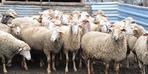 Kastamonu'da şap hastalığı paniği! Canlı hayvan pazarı kapatıldı